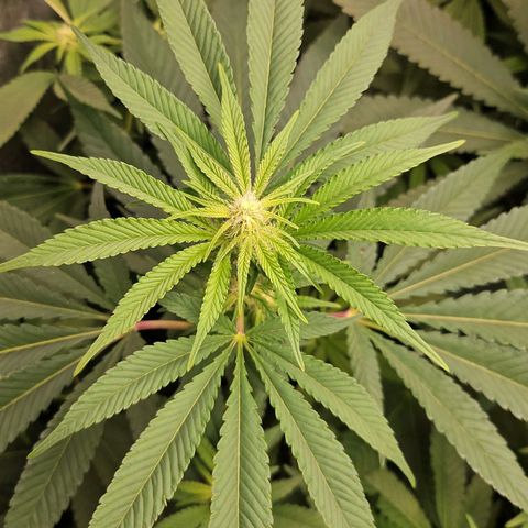Purple Cookie Kush growlog timeline photo