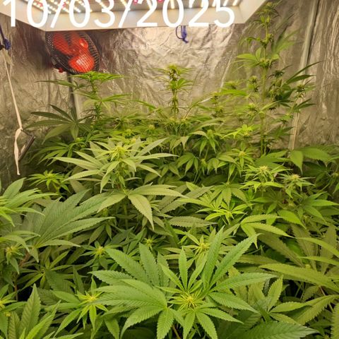 Purple Cookie Kush growlog timeline photo