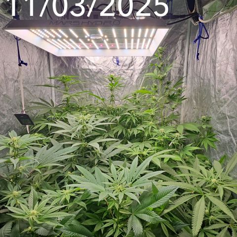 Purple Cookie Kush growlog timeline photo