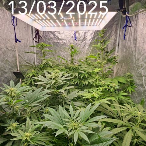 Purple Cookie Kush growlog timeline photo