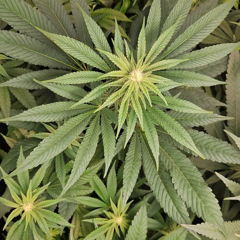Purple Cookie Kush growlog timeline photo