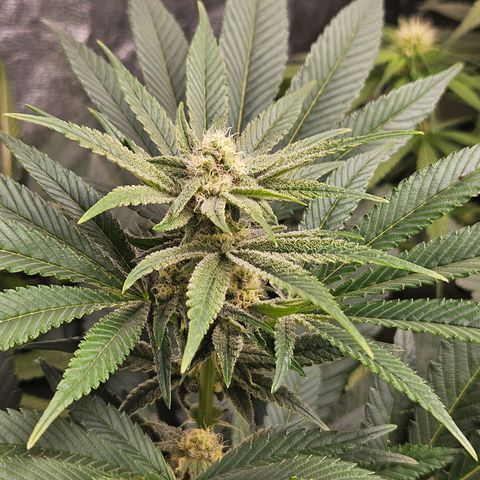 Purple Cookie Kush growlog timeline photo