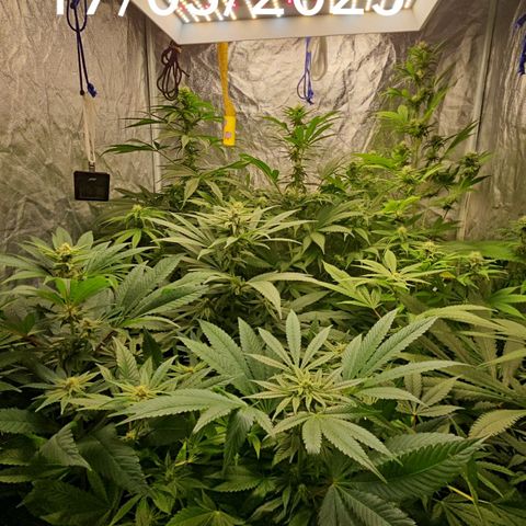 Purple Cookie Kush growlog timeline photo
