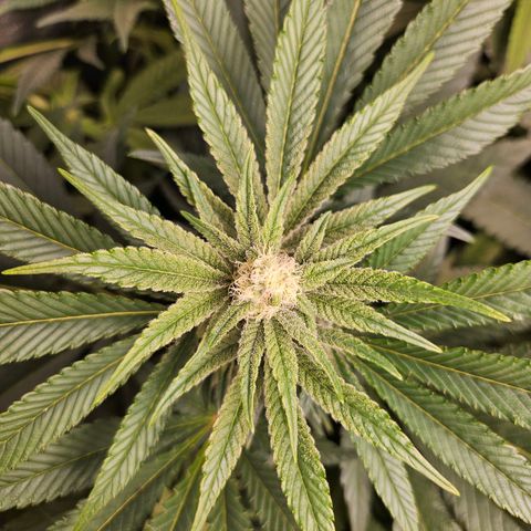 Purple Cookie Kush growlog timeline photo