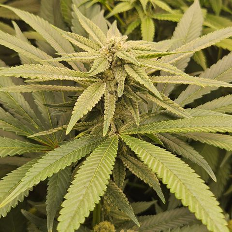 Purple Cookie Kush growlog timeline photo