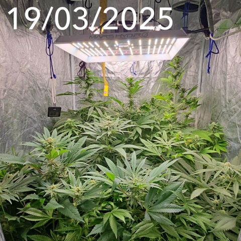 Purple Cookie Kush growlog timeline photo