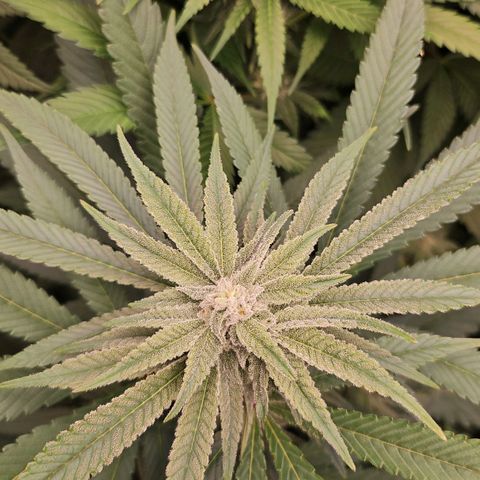 Purple Cookie Kush growlog timeline photo