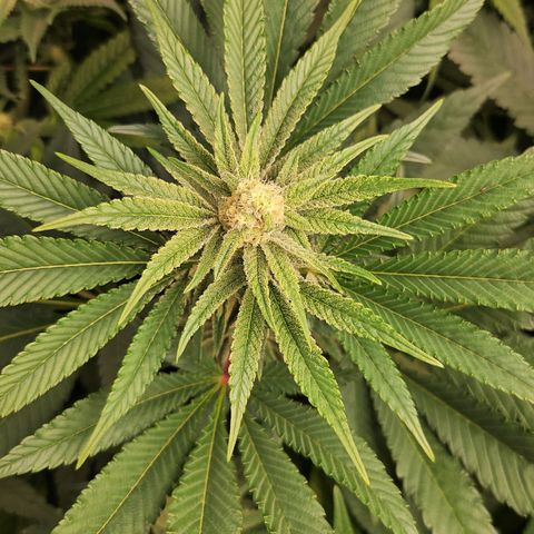 Purple Cookie Kush growlog timeline photo