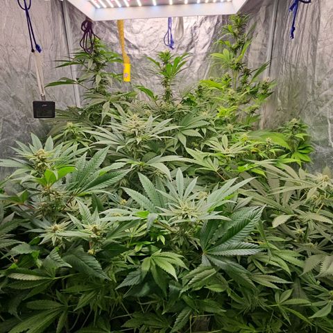 Purple Cookie Kush growlog timeline photo