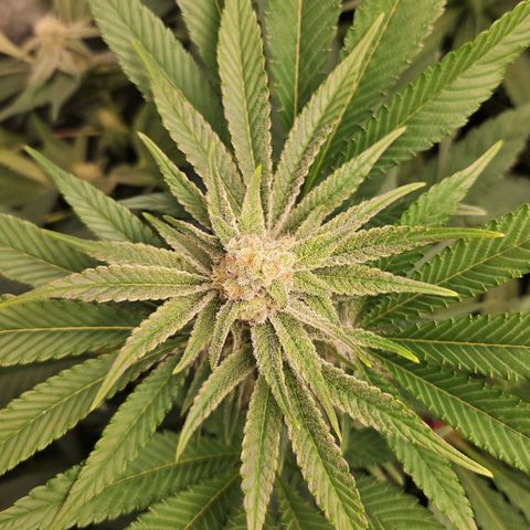 Purple Cookie Kush growlog timeline photo