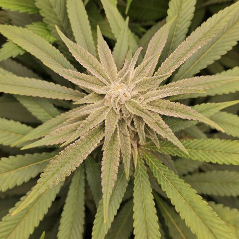 Purple Cookie Kush growlog timeline photo