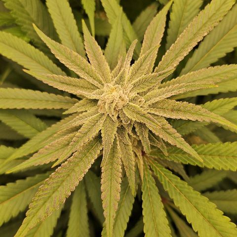 Purple Cookie Kush growlog timeline photo