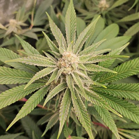 Purple Cookie Kush growlog timeline photo