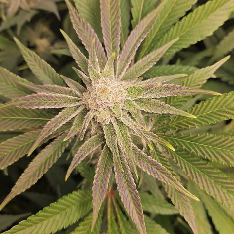 Purple Cookie Kush growlog timeline photo