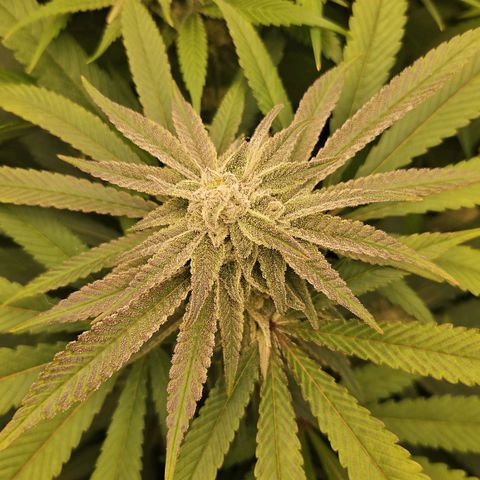 Purple Cookie Kush growlog timeline photo