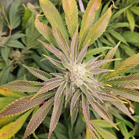 Purple Cookie Kush growlog timeline photo