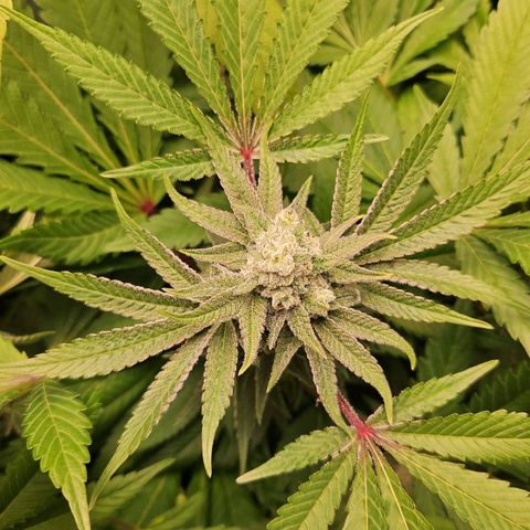 Purple Cookie Kush growlog timeline photo