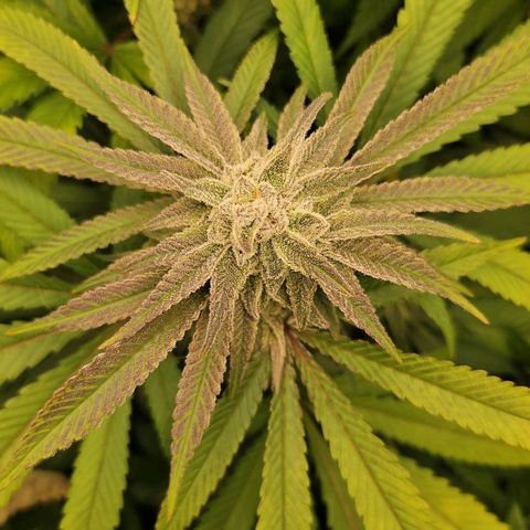 Purple Cookie Kush growlog timeline photo