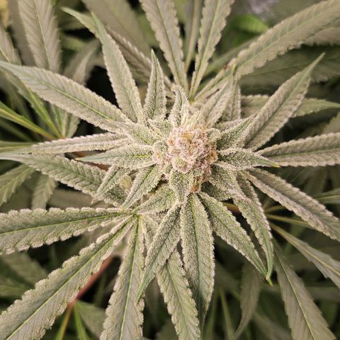 Purple Cookie Kush growlog timeline photo