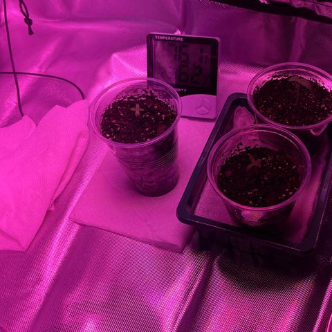 Ice Cream cake  growlog timeline photo
