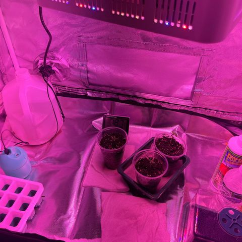 Ice Cream cake  growlog photo: Controlled Environment 