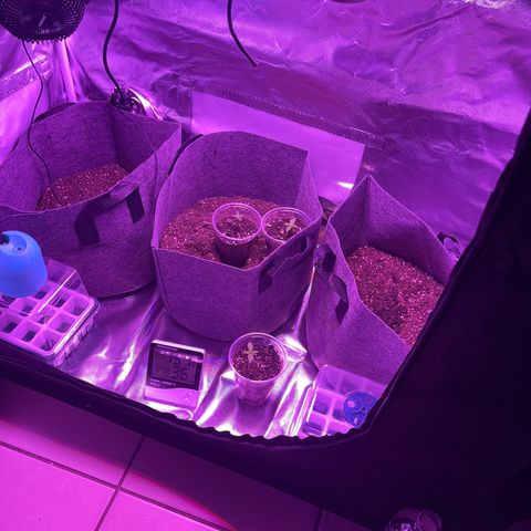 Ice Cream cake  growlog timeline photo