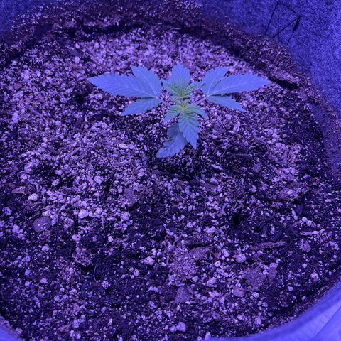 Ice Cream cake  growlog timeline photo