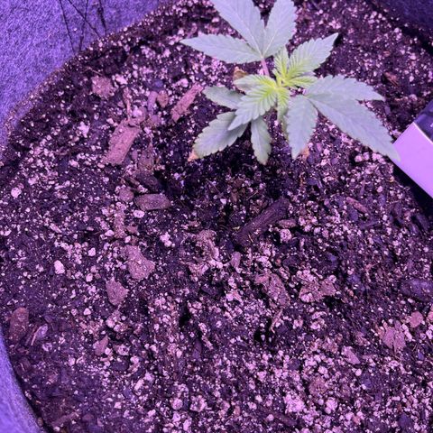 Ice Cream cake  growlog timeline photo