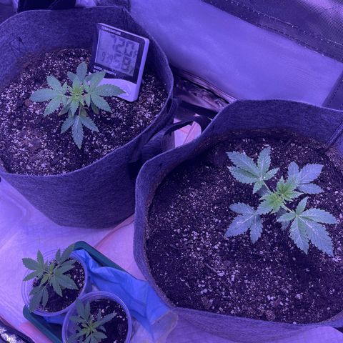 Ice Cream cake  growlog timeline photo