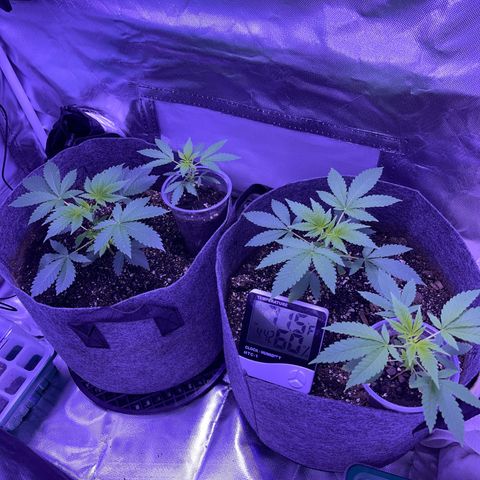 Ice Cream cake  growlog timeline photo