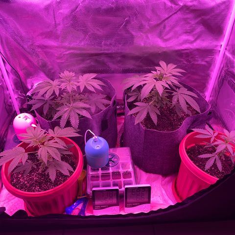 Ice Cream cake  growlog photo: Ladies looking healthy 