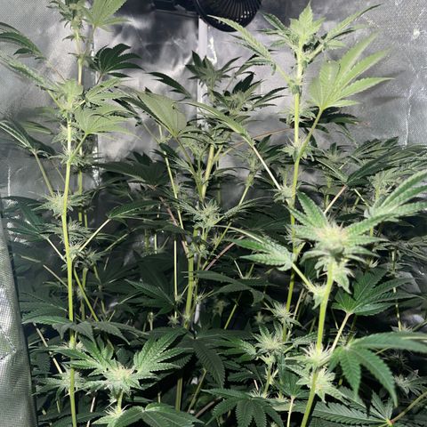 Ice Cream cake  growlog photo: Flowering 3 weeks into