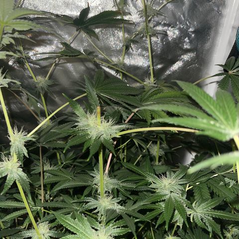Ice Cream cake  growlog photo: Flowering 3 weeks into
