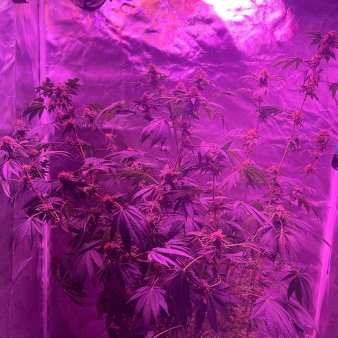 Ice Cream cake  growlog photo: Flowering stage 7 weeks in 90/100 orange hairs almost reading to harvest flush phase 
