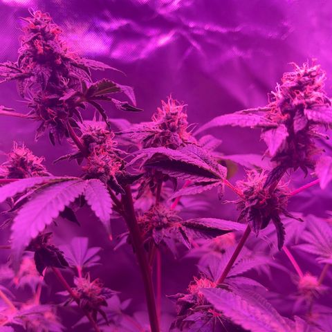 Ice Cream cake  growlog photo: Flowering stage 7 weeks in 90/100 orange hairs almost reading to harvest flush phase 