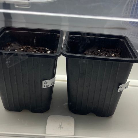 Spliff's Strawberry growlog photo: Groot verschil ontkiemen 