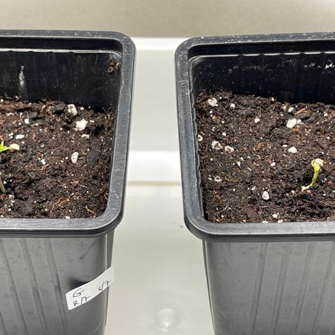 Spliff's Strawberry growlog photo: 1 dag aarde
