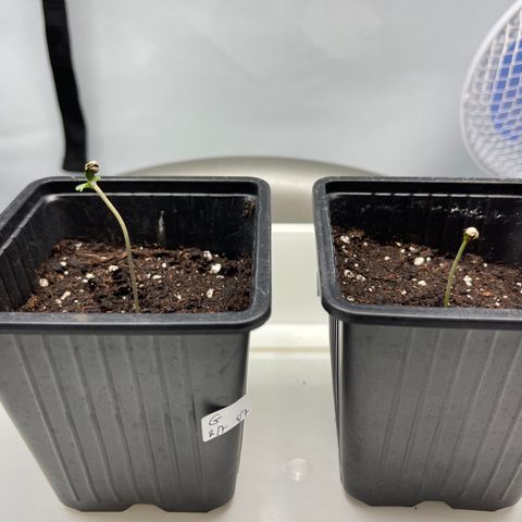 Spliff's Strawberry growlog timeline photo