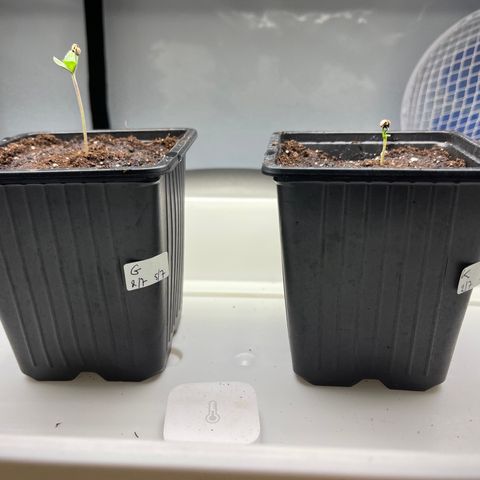 Spliff's Strawberry growlog photo: Soil 100%

