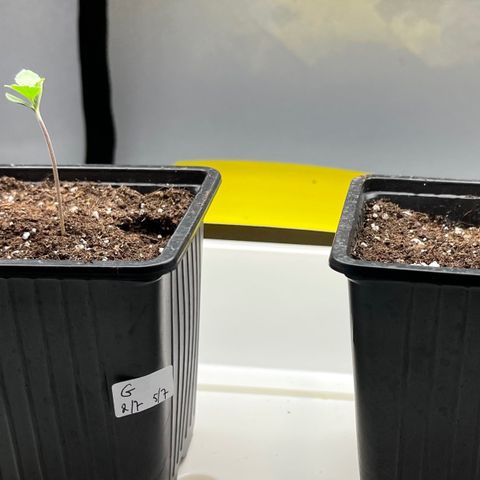 Spliff's Strawberry growlog timeline photo