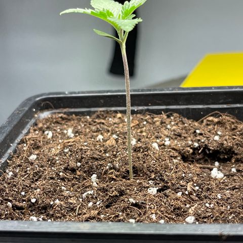 Spliff's Strawberry growlog timeline photo