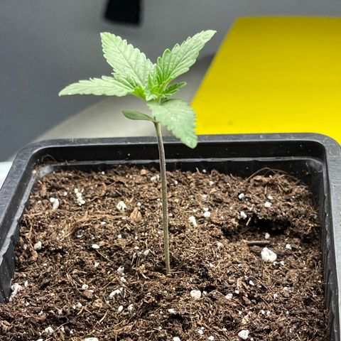 Spliff's Strawberry growlog photo: + Some water spray