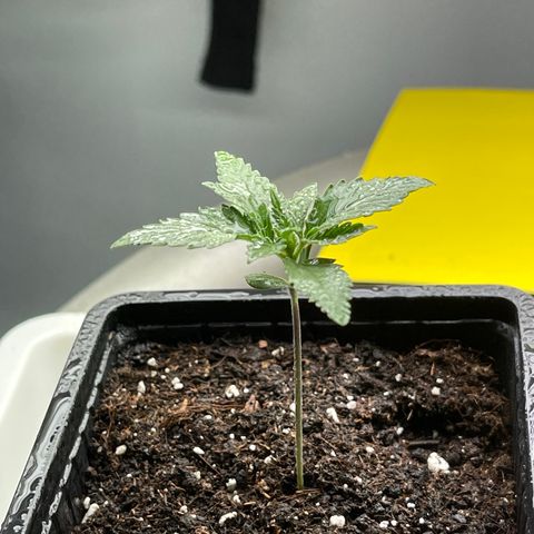 Spliff's Strawberry growlog photo: Some water (spray)
