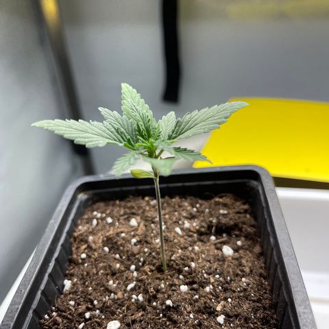 Spliff's Strawberry growlog timeline photo
