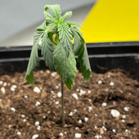Spliff's Strawberry growlog photo: Just in 1 day