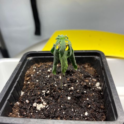 Spliff's Strawberry growlog photo: 30 ml each after sudden ‘starving’