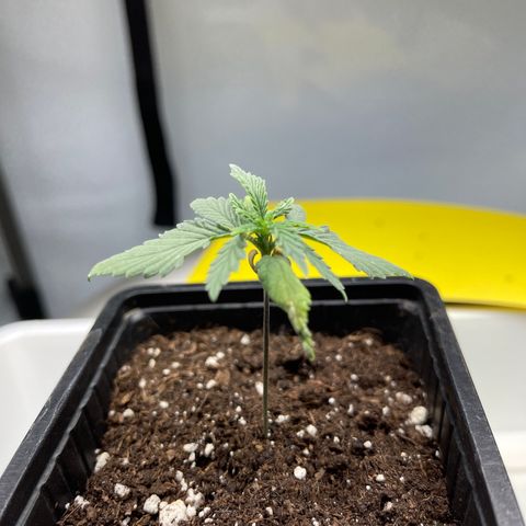 Spliff's Strawberry growlog timeline photo
