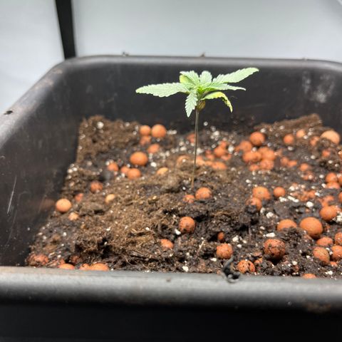 Spliff's Strawberry growlog photo: In auto pot 15L