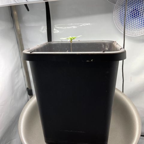 Spliff's Strawberry growlog photo: Autopot day 1
