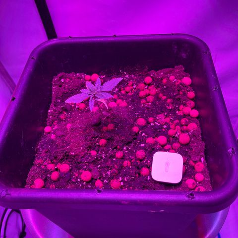 Spliff's Strawberry growlog timeline photo
